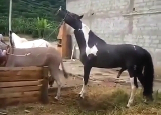 Animal zoo sex with a donkey and a slutty horse