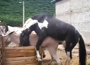 Animal zoo sex with a donkey and a slutty horse