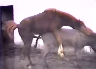 XXX zoophile porn with a pony that fucks a donkey