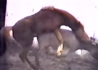 XXX zoophile porn with a pony that fucks a donkey