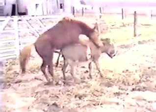 XXX zoophile porn with a pony that fucks a donkey