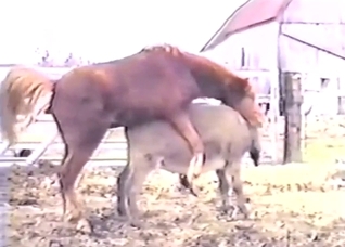 XXX zoophile porn with a pony that fucks a donkey