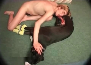 Dog is just laying and getting a sloppy BJ