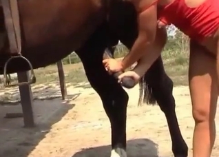 Horse's cock worshiped by a slut