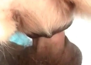 Horny pet is fucking the owner on camera