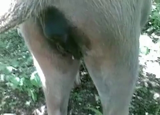 Amazing-quality POV bestiality banging in HD