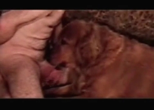 Incredible cock getting sucked by a cute pup