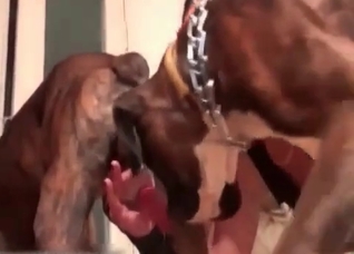 Juicy pussy getting violated by a hung doggo
