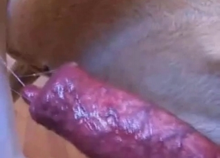 Dirty dog enjoying ruthless sex on camera