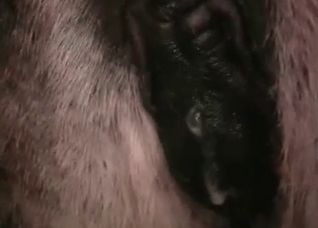 Incredibly seductive horse enjoying raw sex